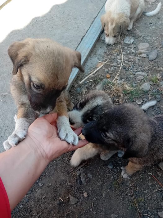 Щенята ищут дом, отдам в добрые руки