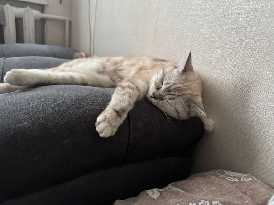 Отдам в добрые руки