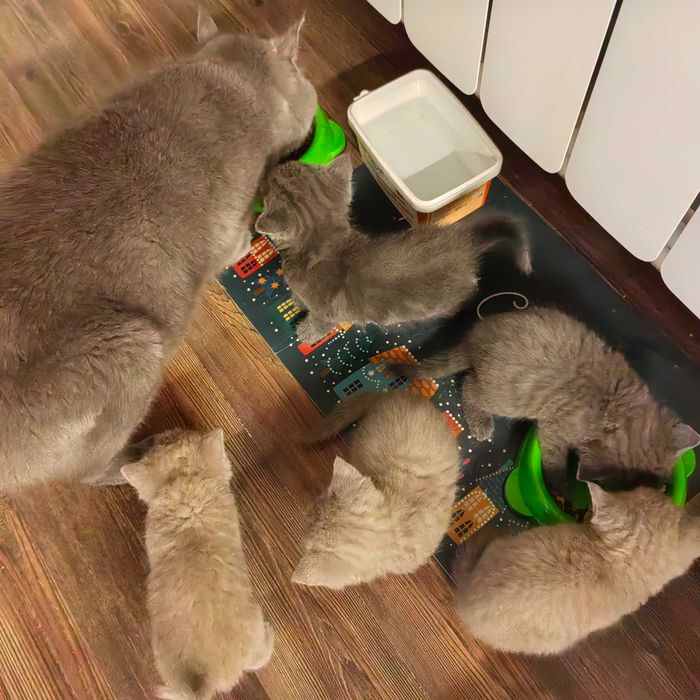 Котки късокосмести Британки