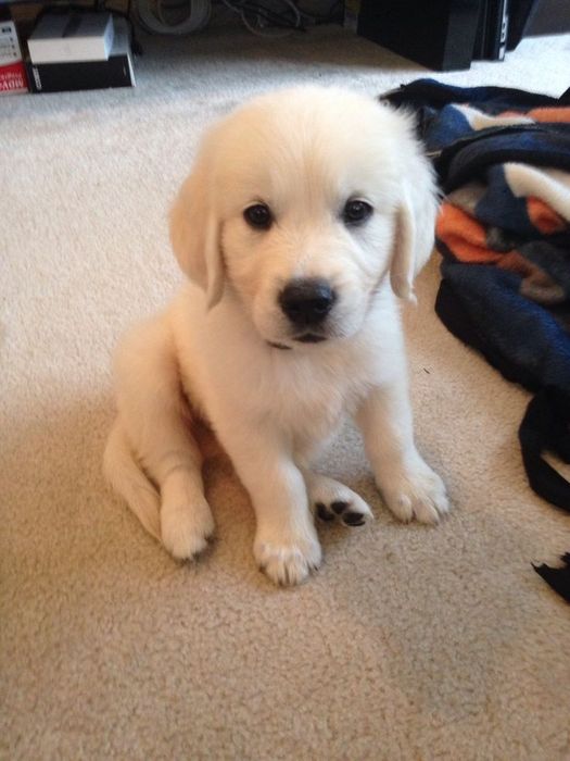 Golden Retriever femelă