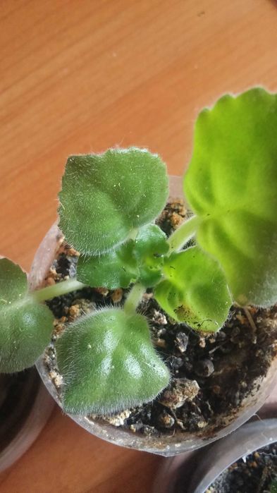 Фиалка комнатная [ детка ]