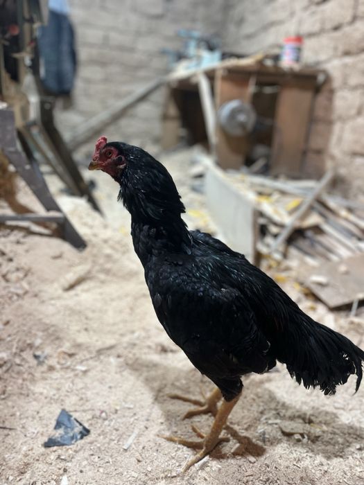 дакан қораз сатылады