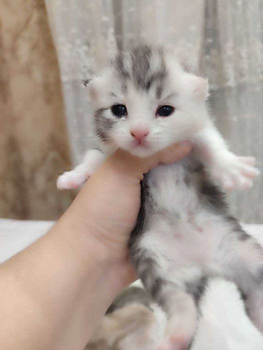 Scottish Fold mushuk