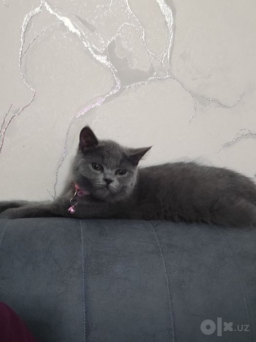 Скоттиш Фолд и Страйт