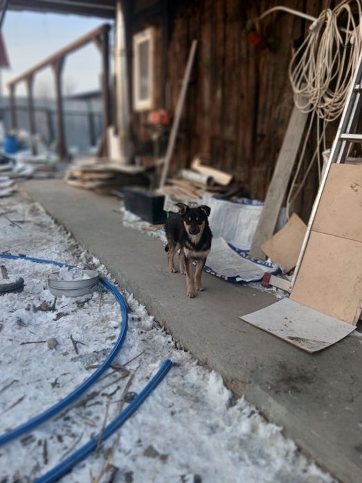 Даром с доставкой