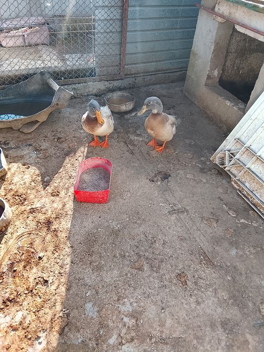 Vând 2 ratoi locația Galati