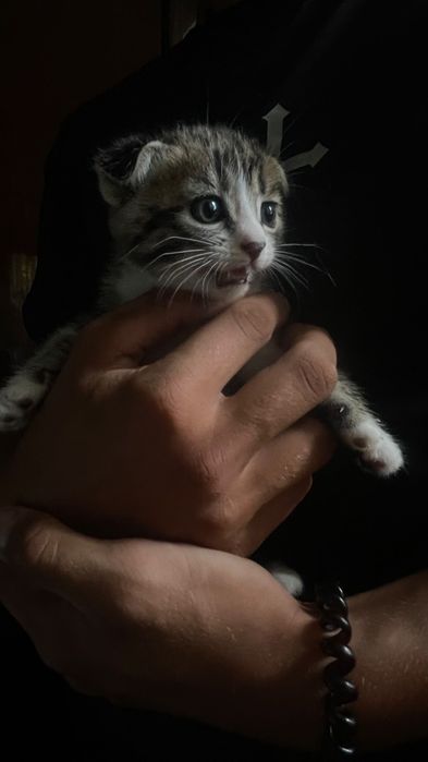 Отдам котят в добрые руки