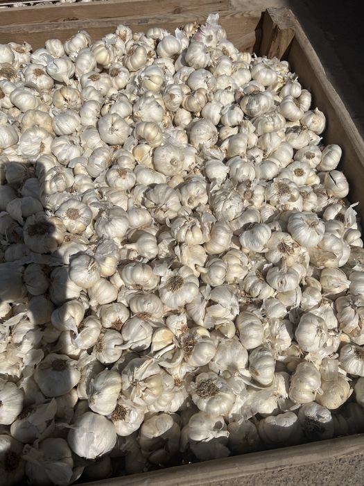 Usturoi de pus in pământ și de consum