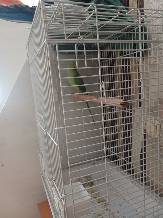 Попугай ожереловый