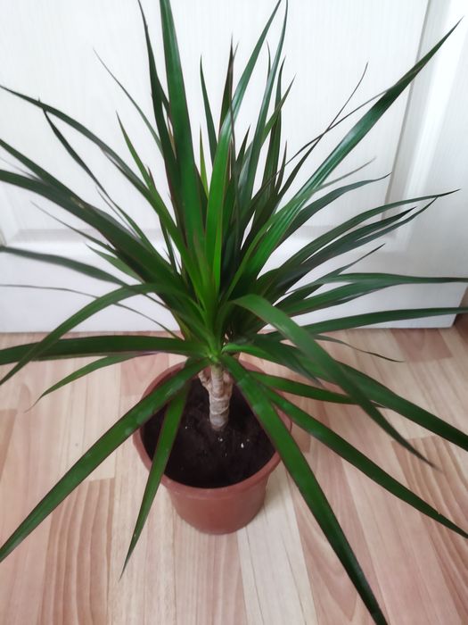 Комнатные цветы продам