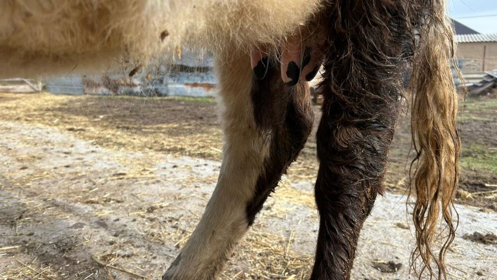 Сауынды сиыр бар сатылатын