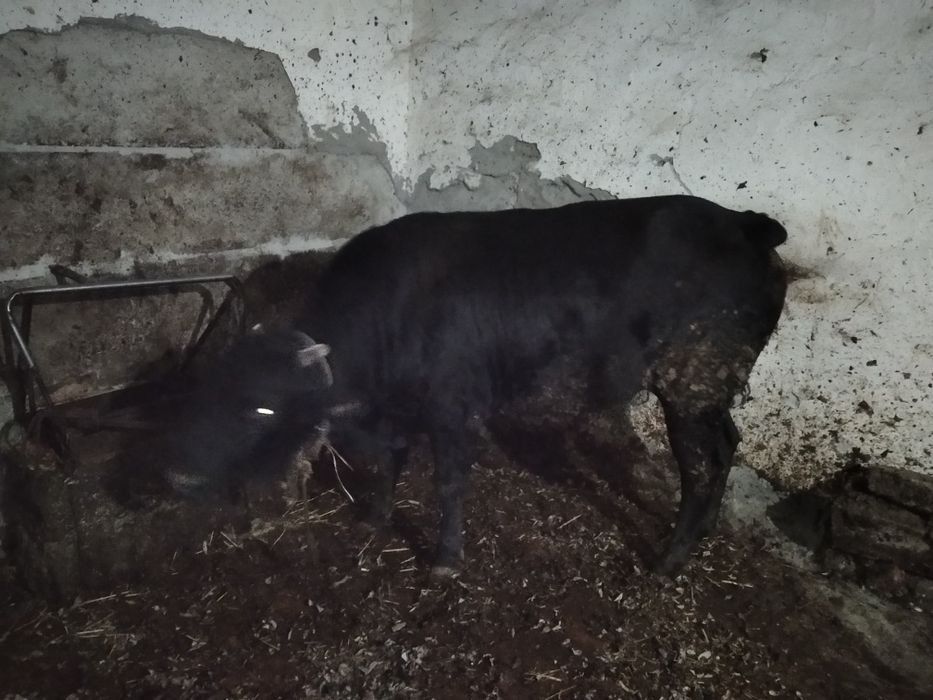 йемланган мол дехкончилик