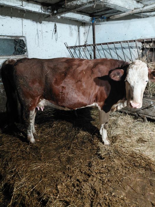 Vand 2 Vaci de lapte varsta 4 Ani