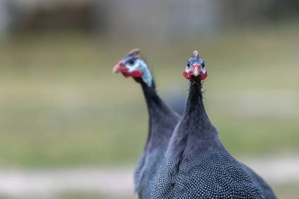 Домашние цесарки