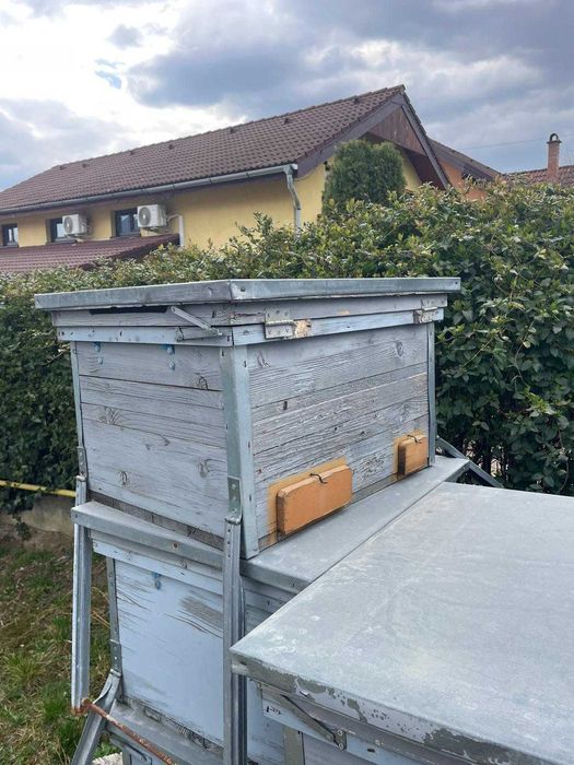 Vând cutii stupi de albine