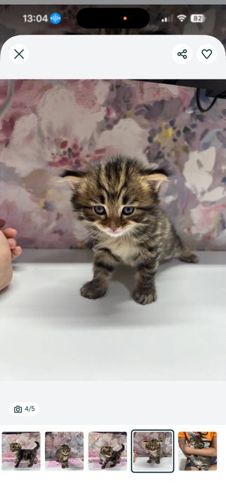 продается скотишь страйт котенок