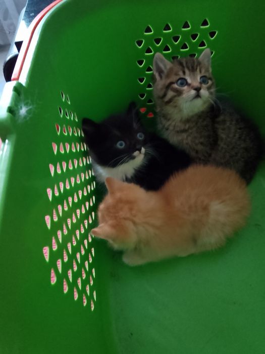 Котята 1 месяц, ищут дом!