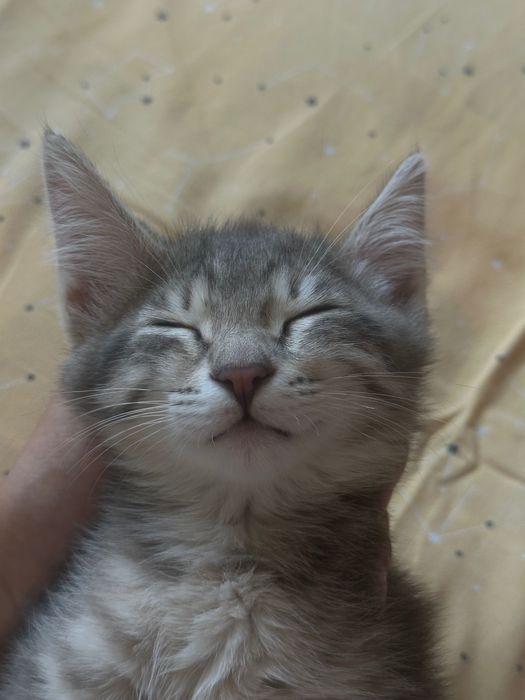 Котенок, 3 месяца