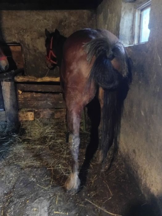 Vând iapă în vârsta de 6 ani