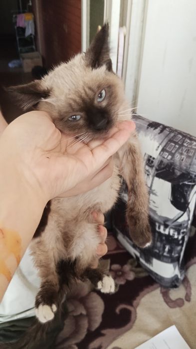 Отдам котёнка в добрые руки