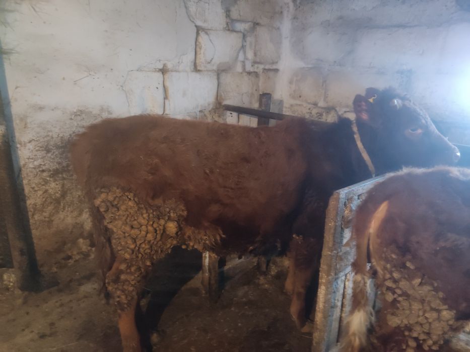 Продам тёлочек 1 год.