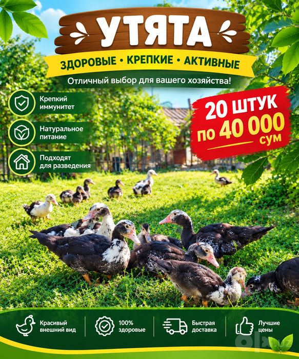 Инда утки по выгодным цене