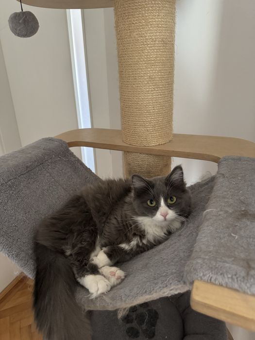 Munchkin cu pedigree