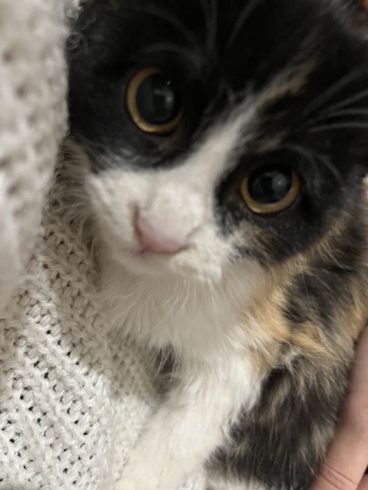 Котята в добрын руки