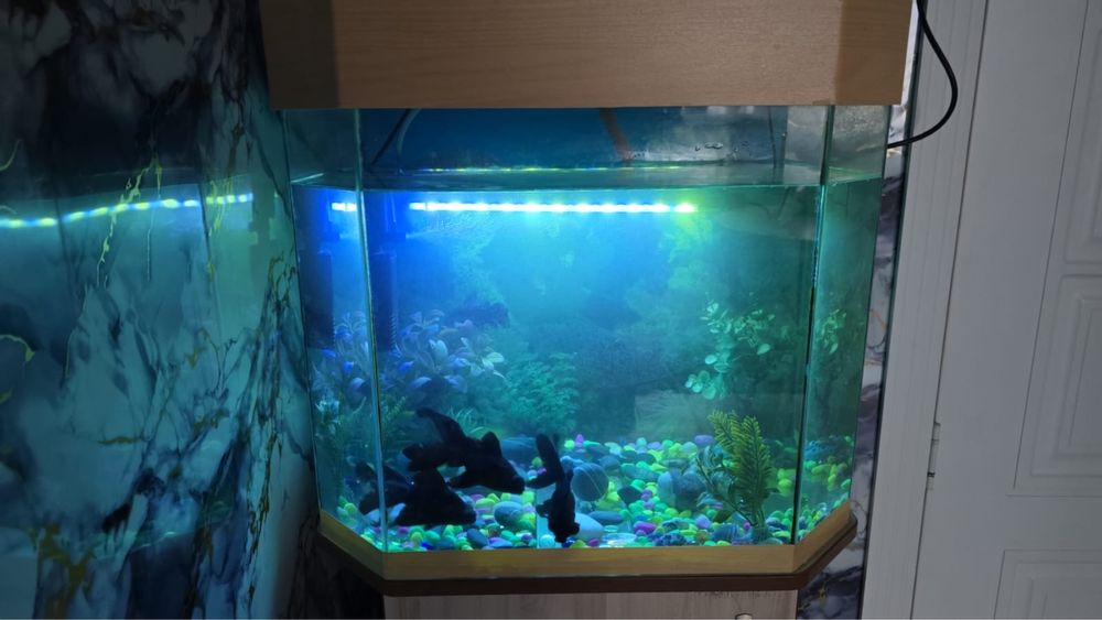 Аквариум с рыбками цена договорная