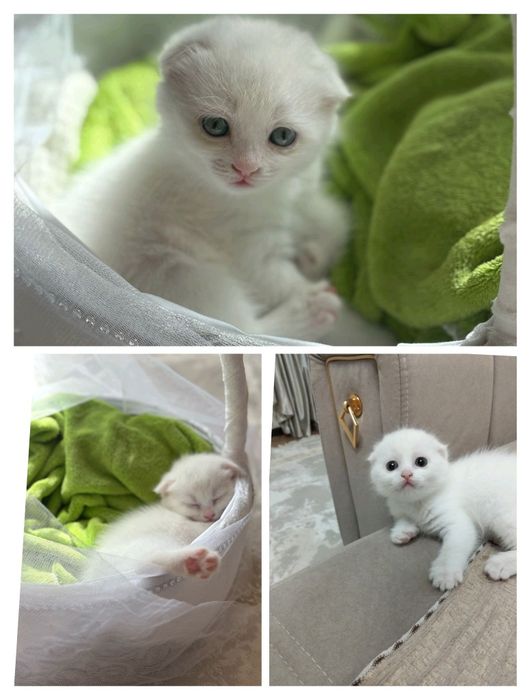 Продам пародистого котёнка