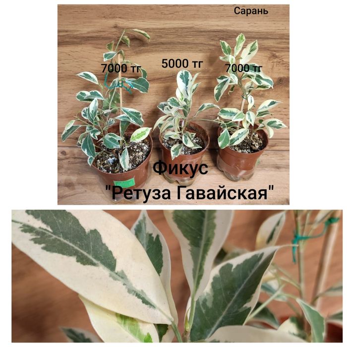 Фикус разный ...