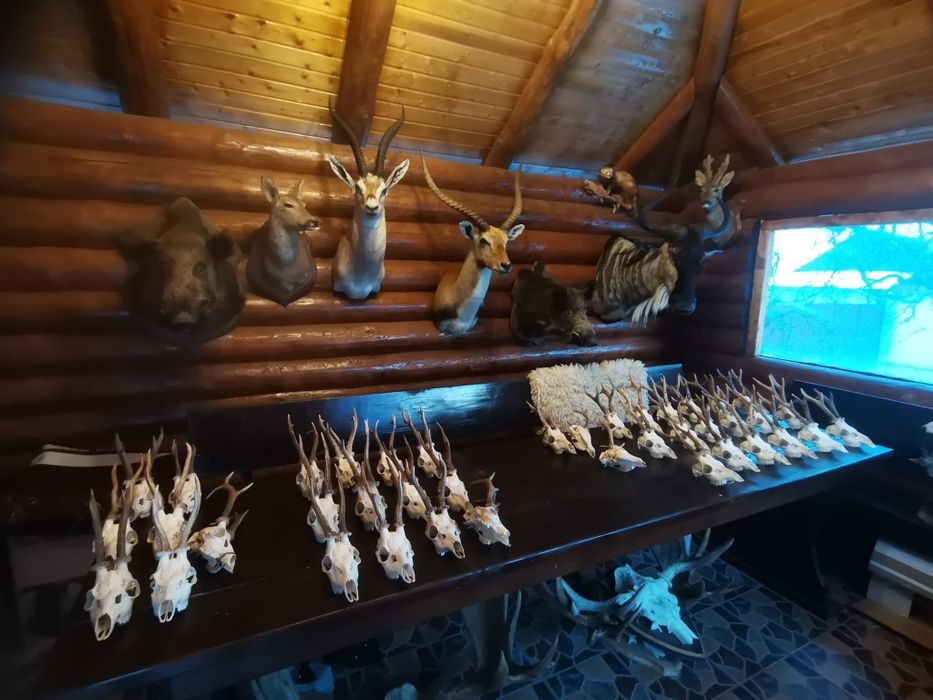 Trofee căprior disponibile