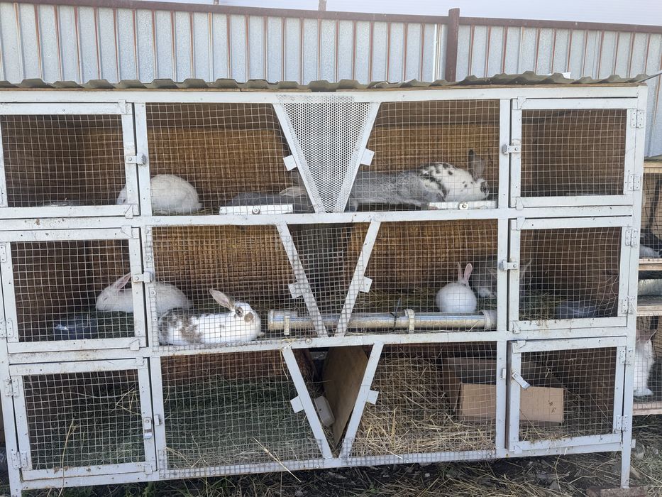 Продаются кролики