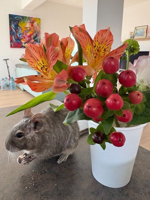 Patru femele Degu de vânzare