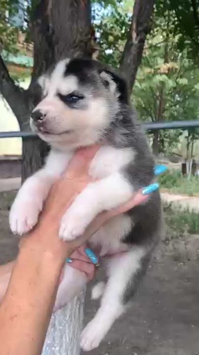 мальчик хаски с разным цветом глаз(АРЛЕКИН)