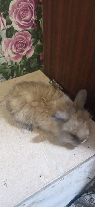 Продам декоративных кроликов