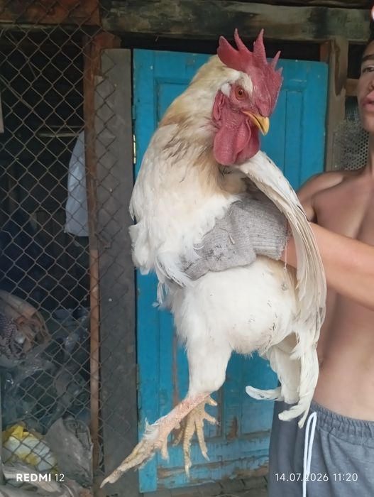 Продам красивого петуха молодой