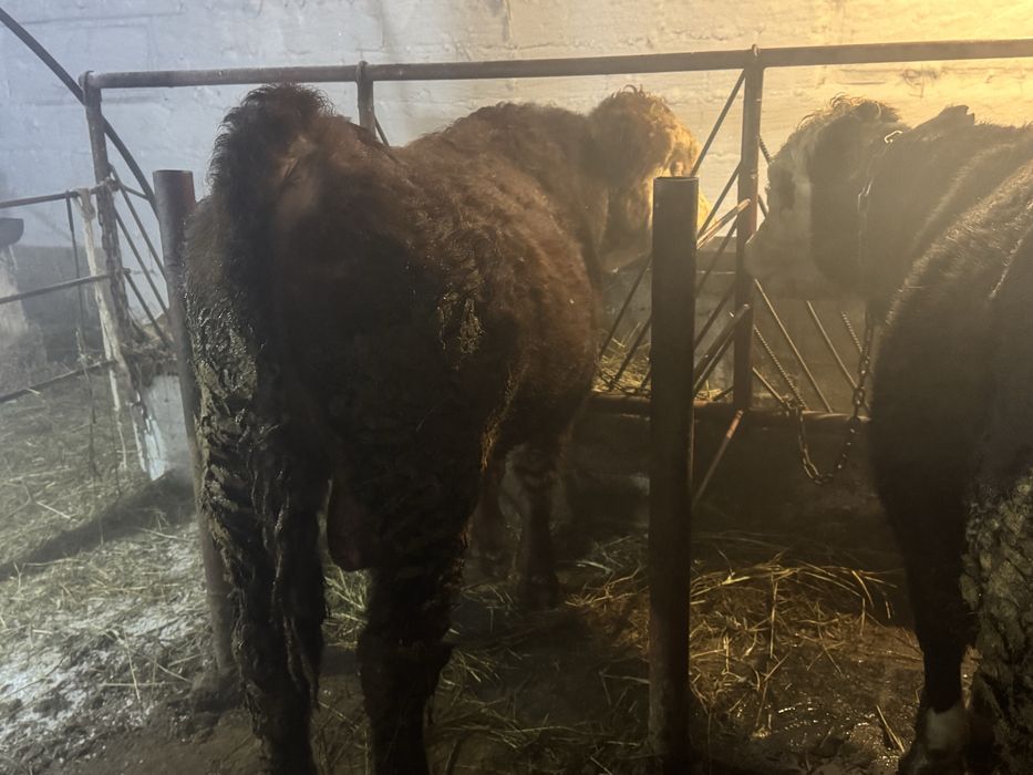 Продам четырёх буков с откорма