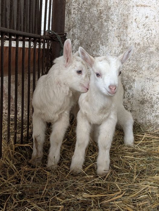 Capre și ieduțe Saanen de Vânzare