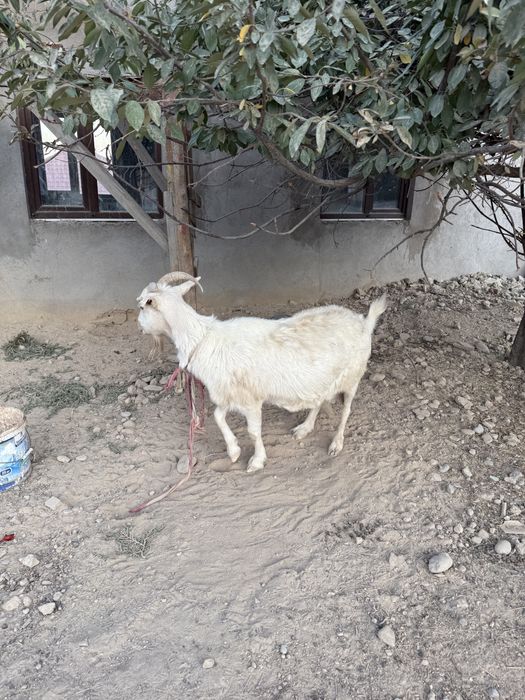 Коза продается срочнр