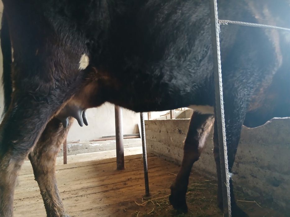 Бұзаулы сиыр сатылады .