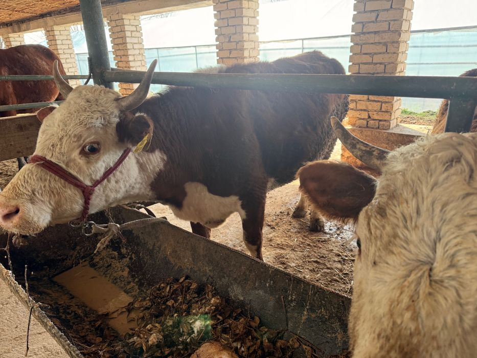 Sigir sotiladi qora mol chorva