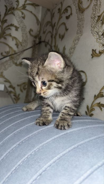 котята в хорошие руки
