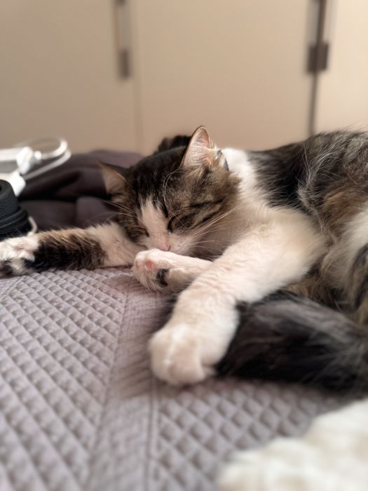 Домашний кот Дымок