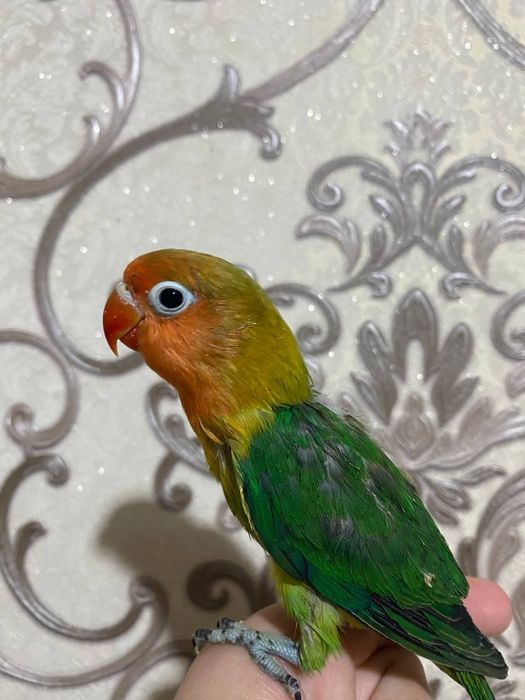 Ruchnoy popugay nerazluchnik