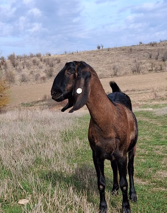Vând capre Anglo Nubiene cu certificat de origine