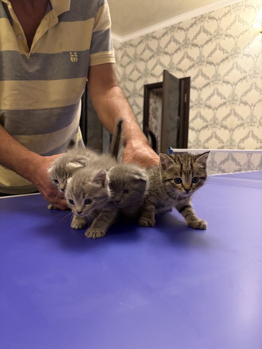 Шотландские котята