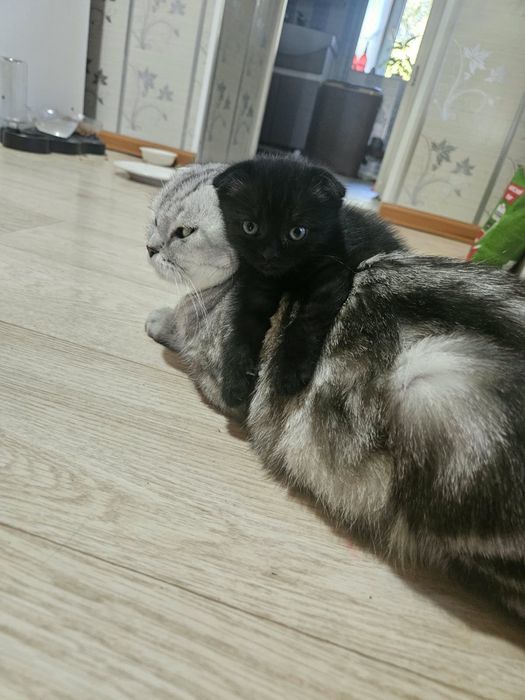 Отдам котят в добрые руки