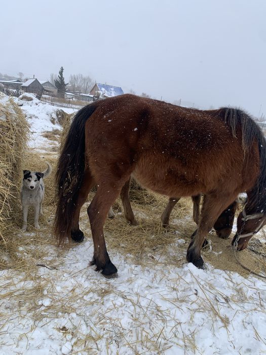 Продается лошадь кабыла