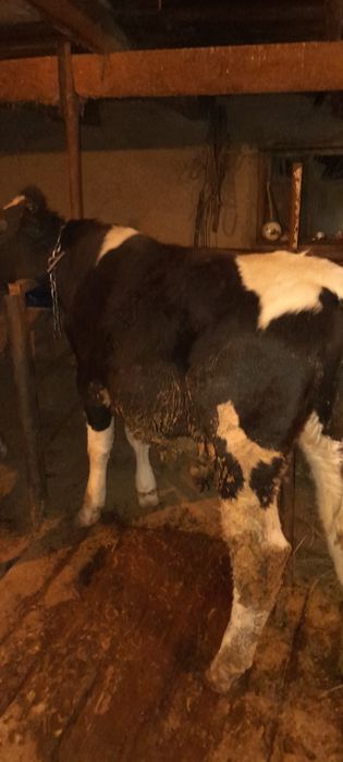 Бычки крупные жирные